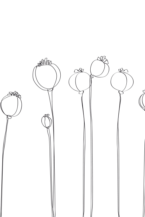 drawing fine line illustration of poppies made by Poppyonto